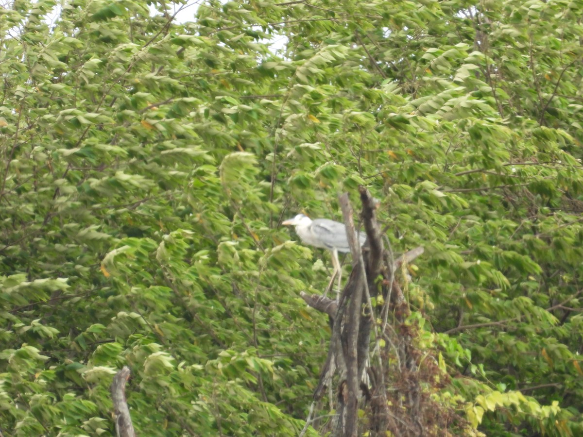 Gray Heron - ML642844269