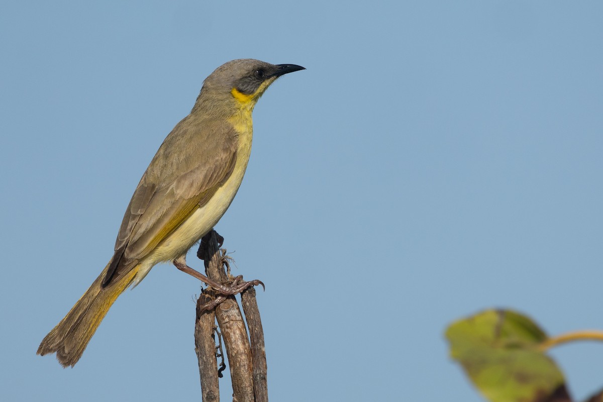 Gray-headed Honeyeater - ML642844270
