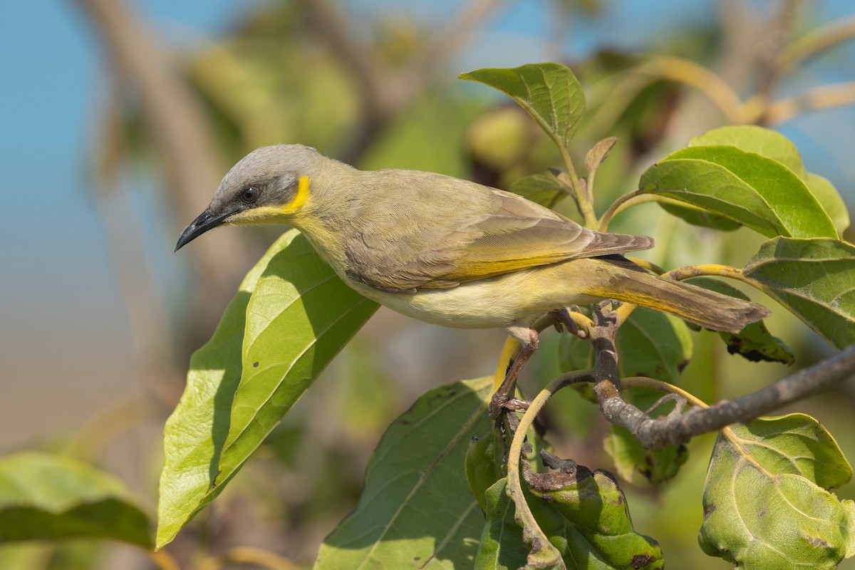 Gray-headed Honeyeater - ML642844271