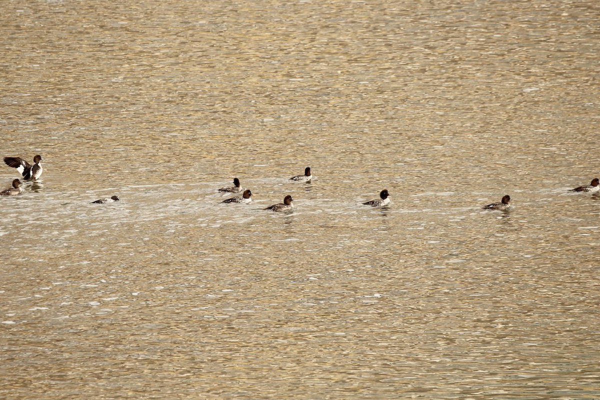 Barrow's Goldeneye - ML642844275
