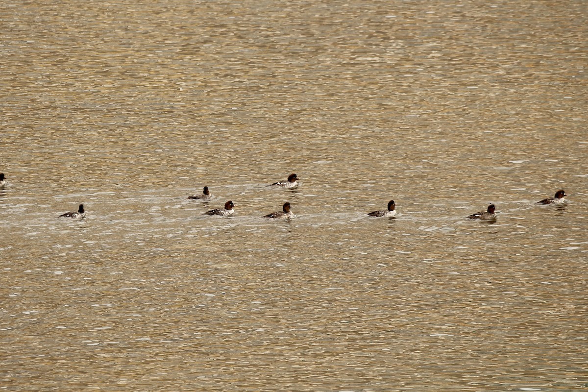 Barrow's Goldeneye - ML642844276