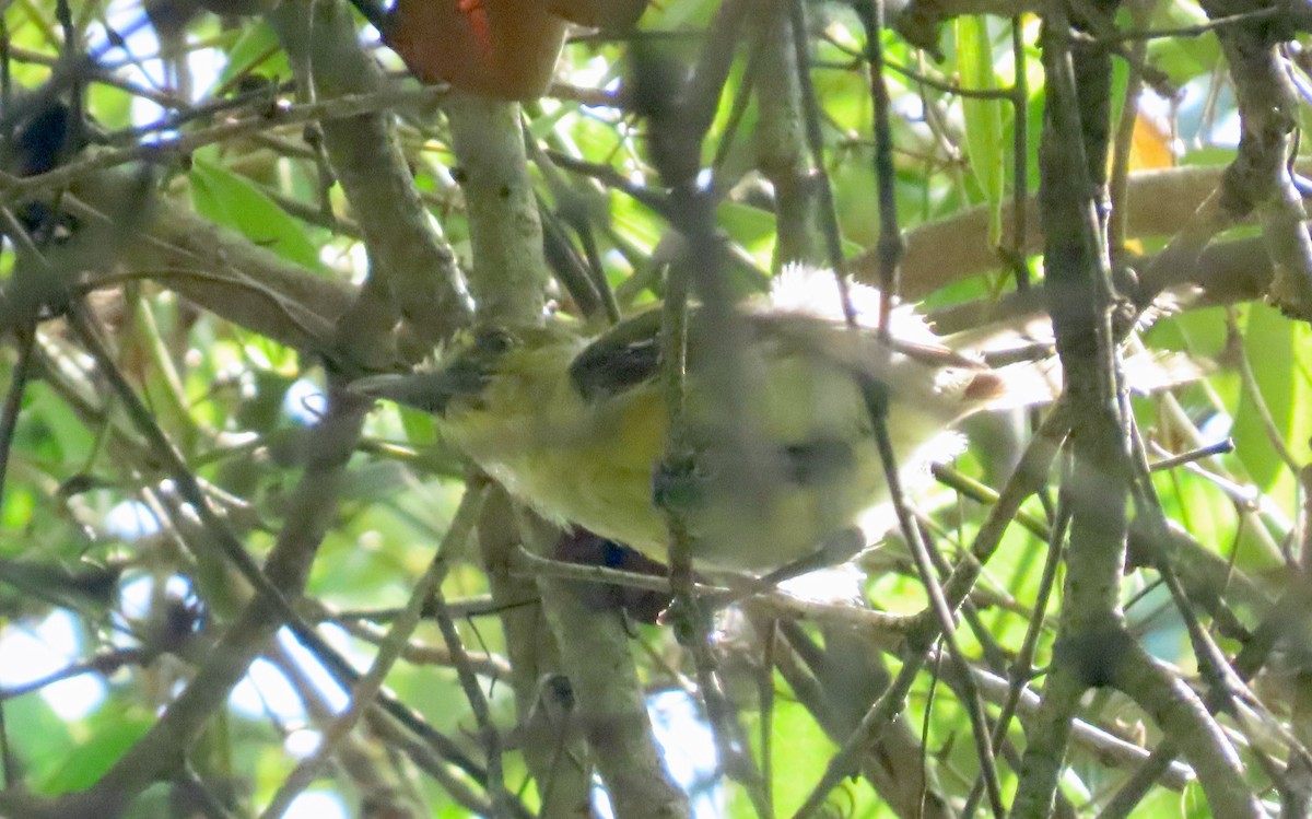 Thick-billed Vireo - ML642844277