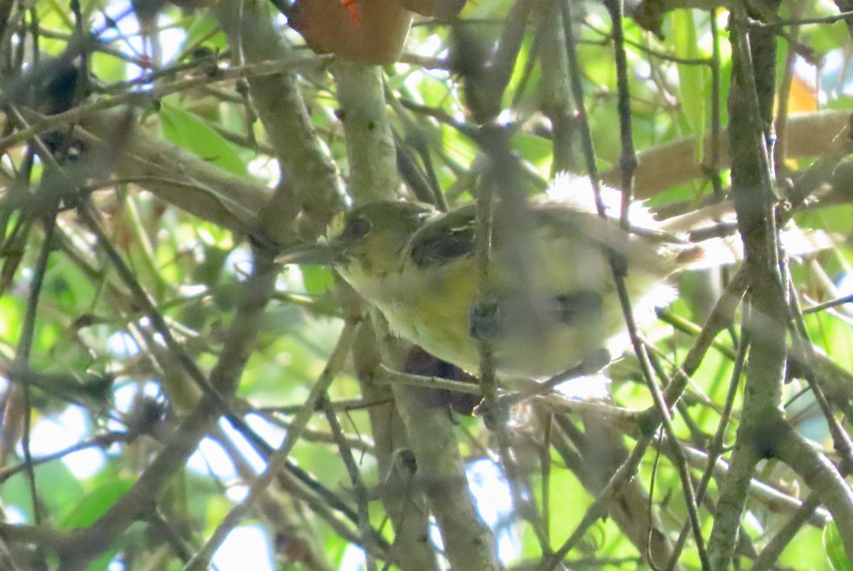 Thick-billed Vireo - ML642844278