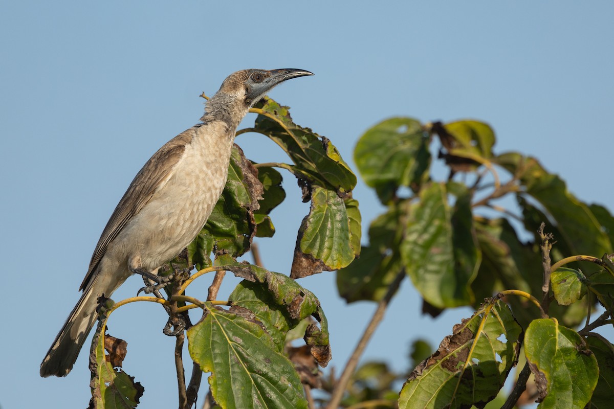 Little Friarbird - ML642844279