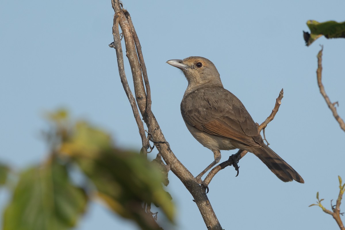 Gray Shrikethrush - ML642844283