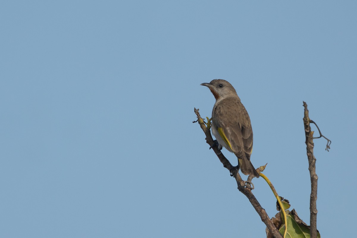 Rufous-throated Honeyeater - ML642844284