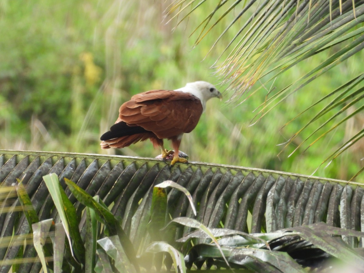 Brahminy Kite - ML642844285