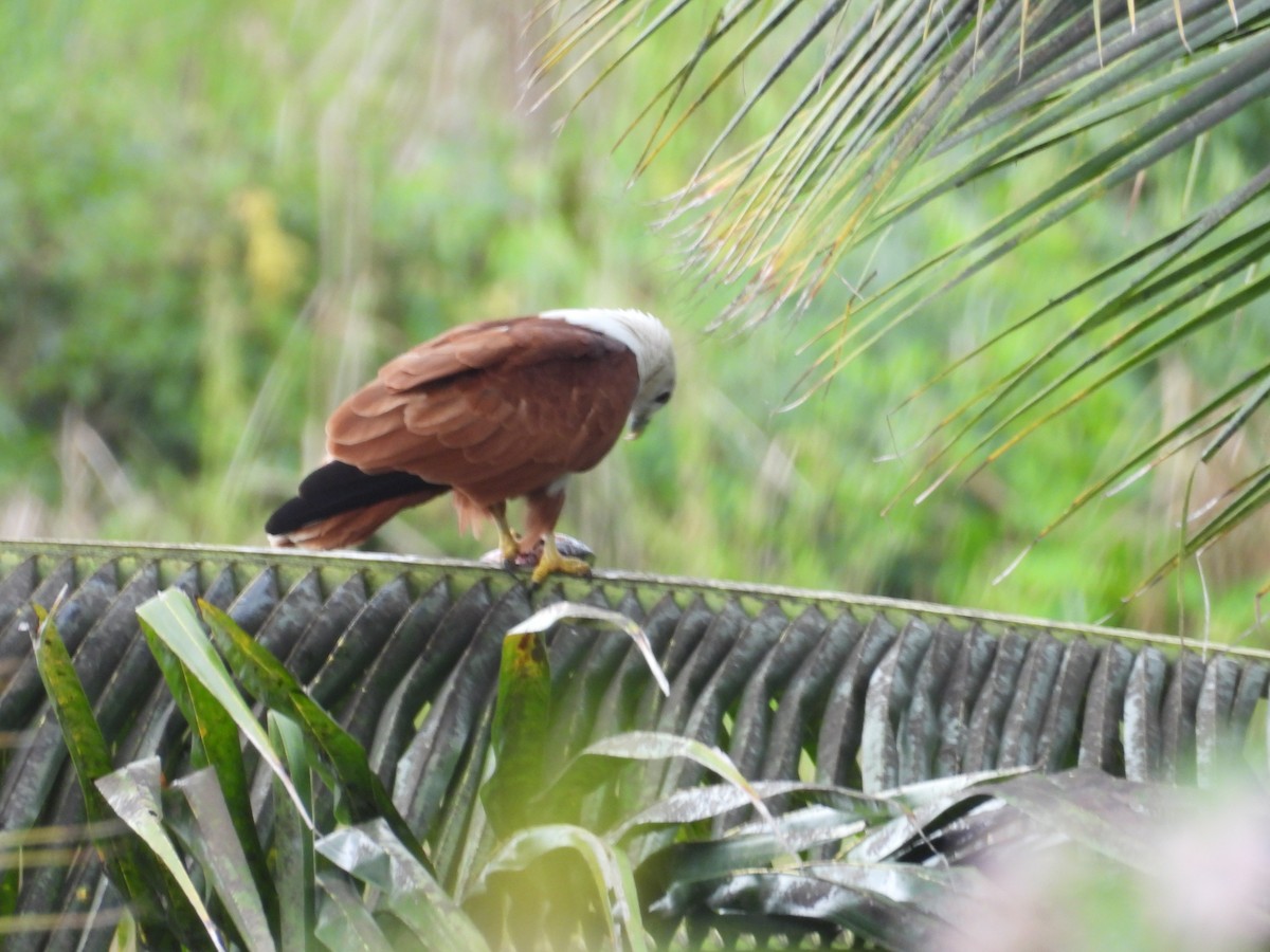 Brahminy Kite - ML642844286