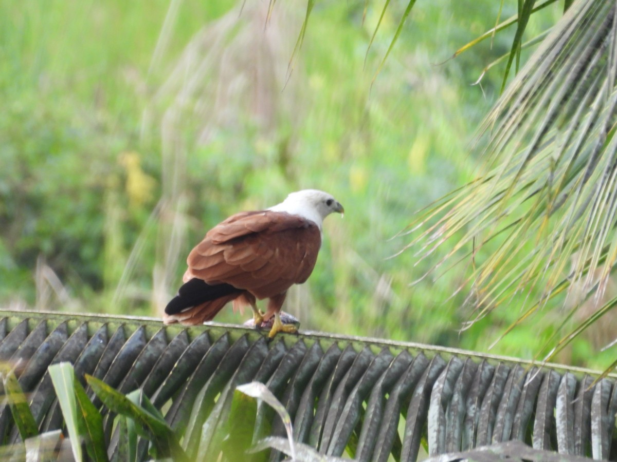 Brahminy Kite - ML642844287