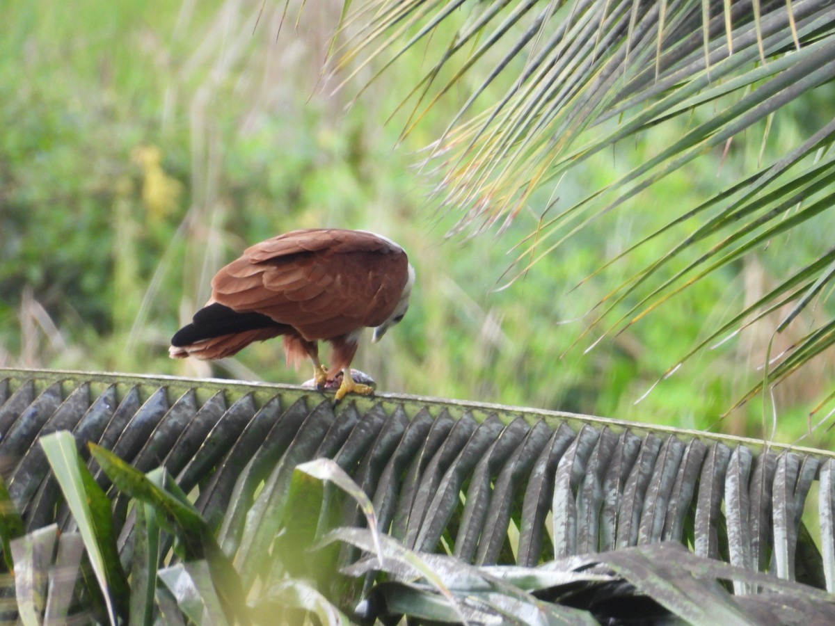 Brahminy Kite - ML642844288