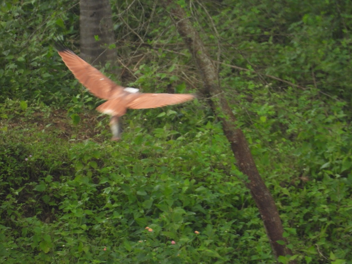 Brahminy Kite - ML642844289