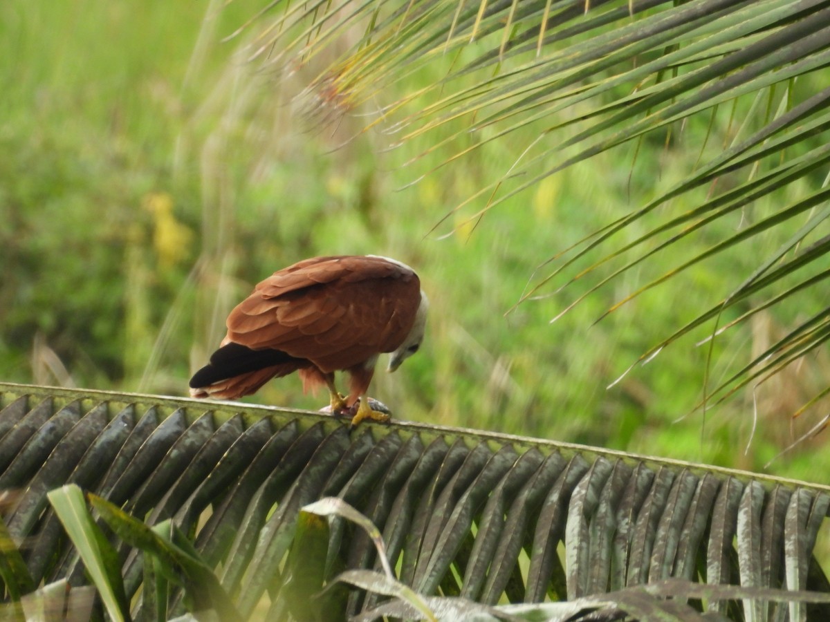 Brahminy Kite - ML642844290