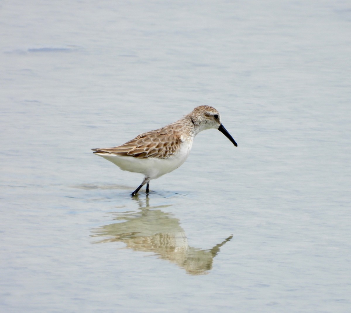 Western Sandpiper - ML642844291