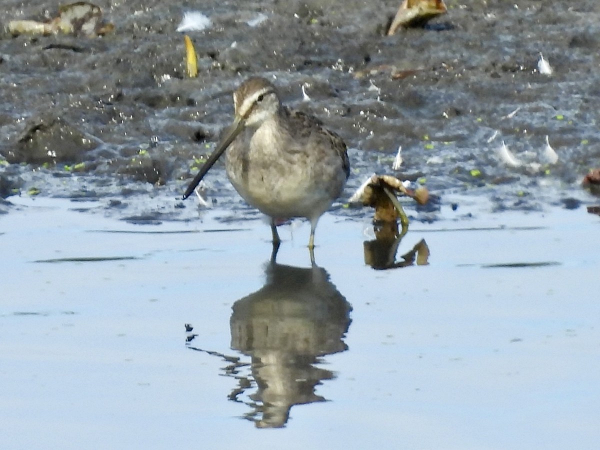 Long-billed Dowitcher - ML642844293