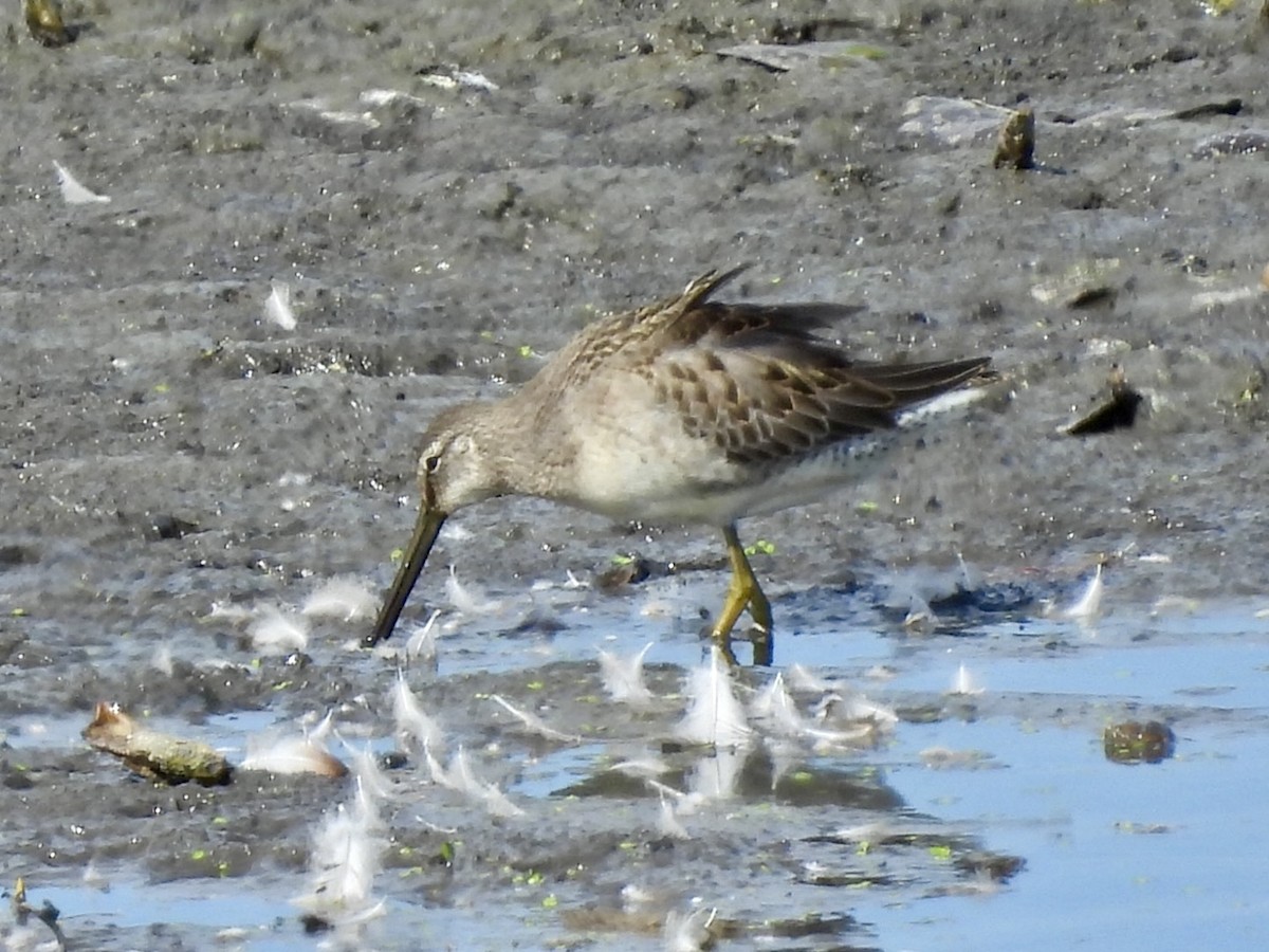 Long-billed Dowitcher - ML642844294
