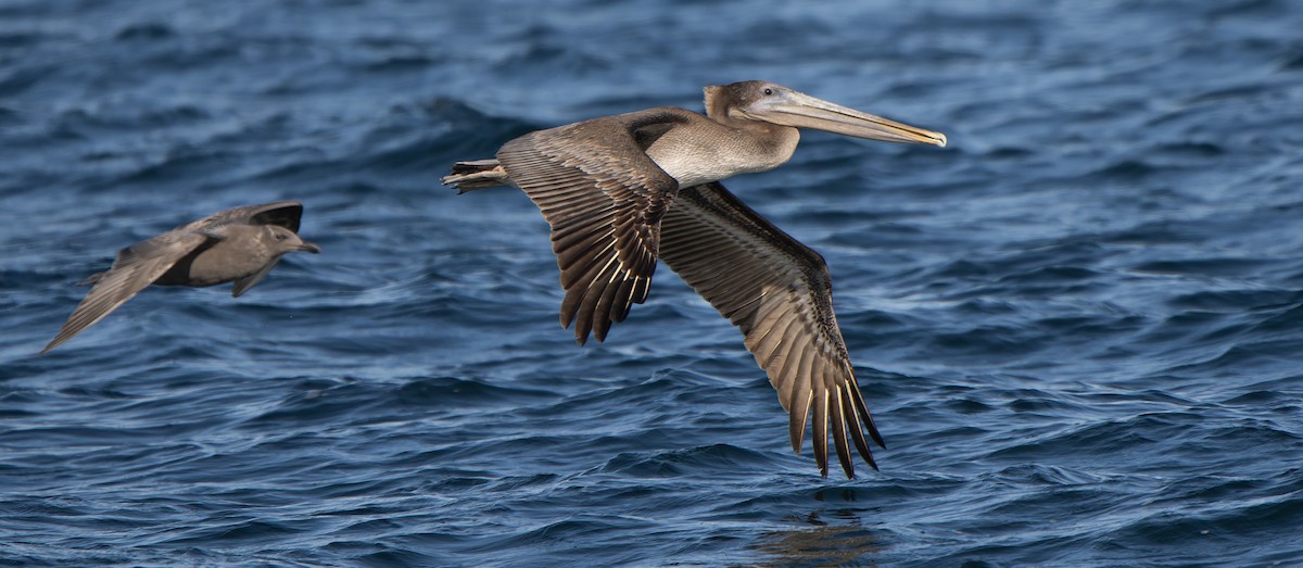 Brown Pelican - ML642844295