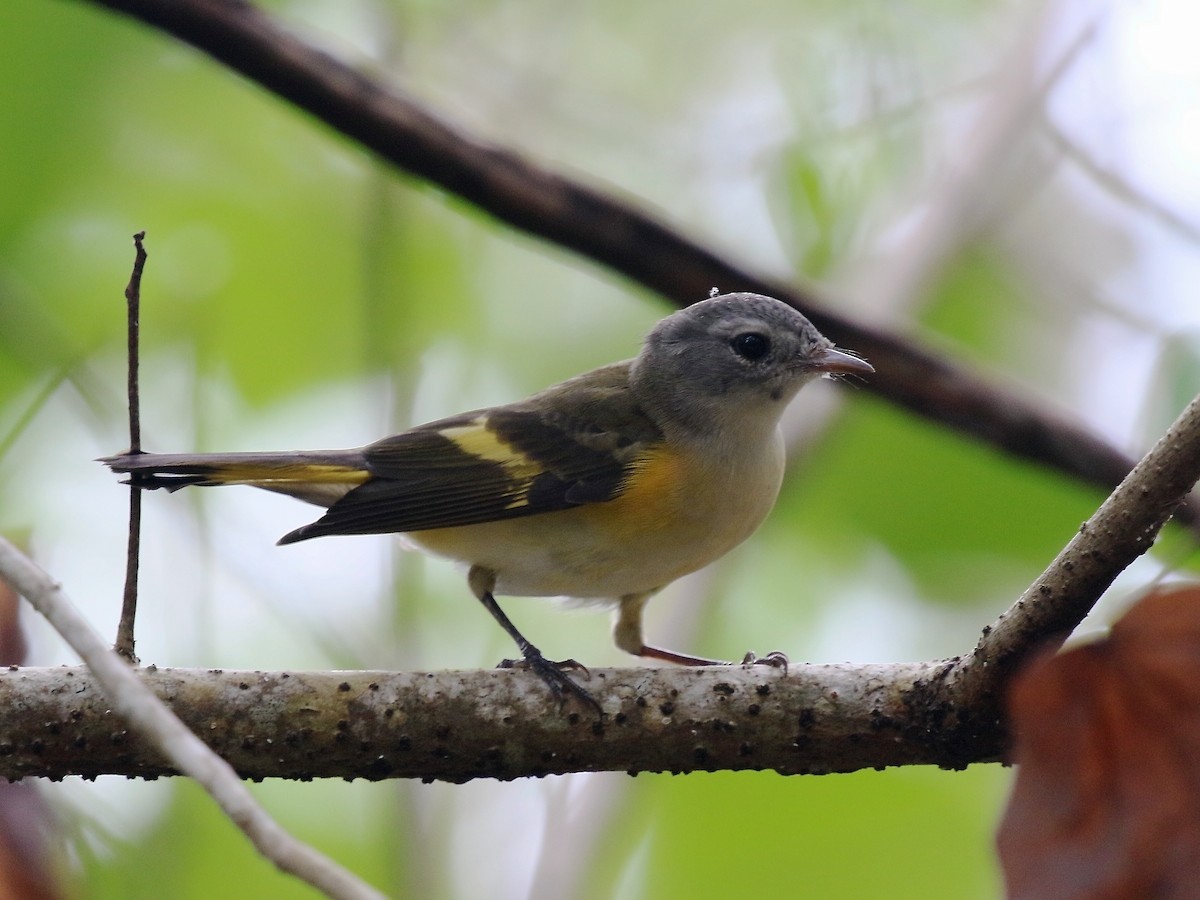 American Redstart - ML642844298