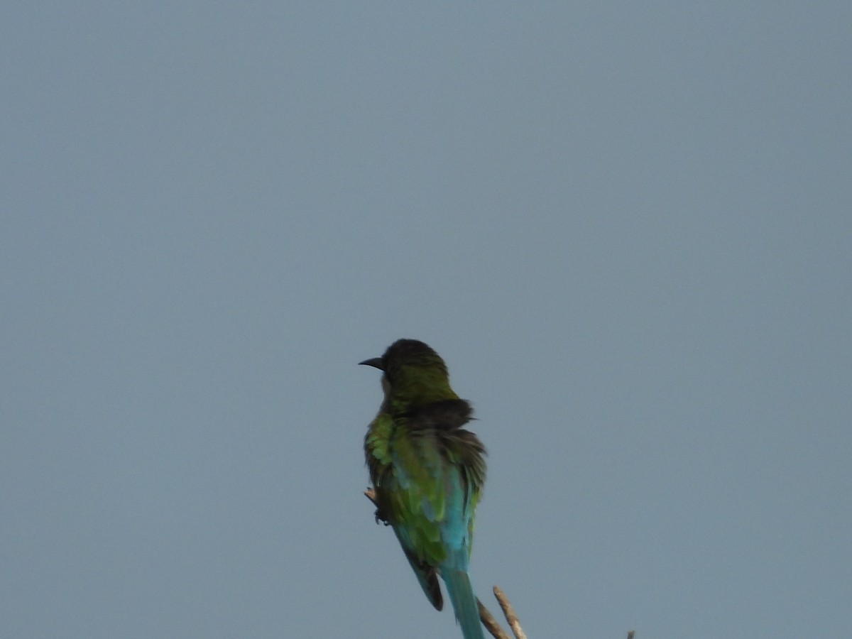 Asian Green Bee-eater - ML642844299