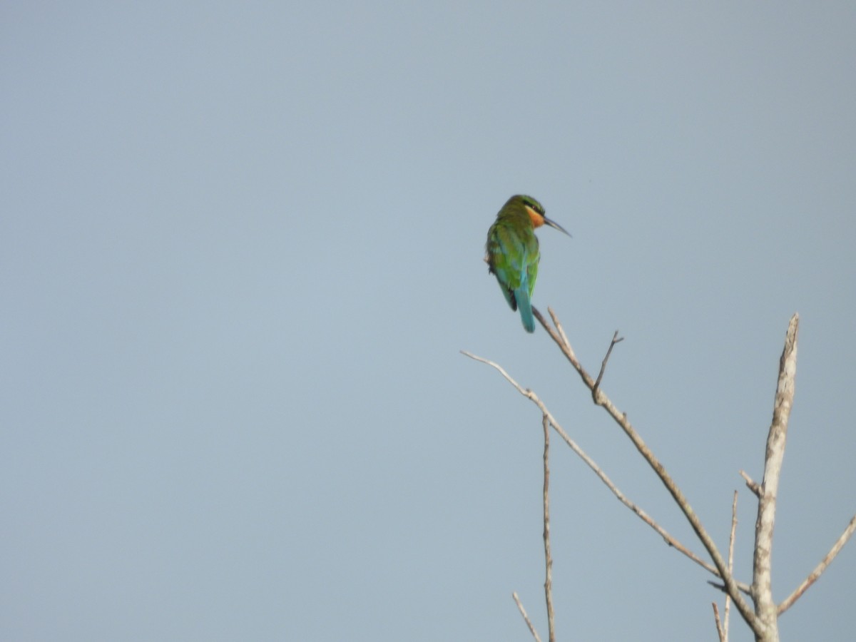 Asian Green Bee-eater - ML642844300