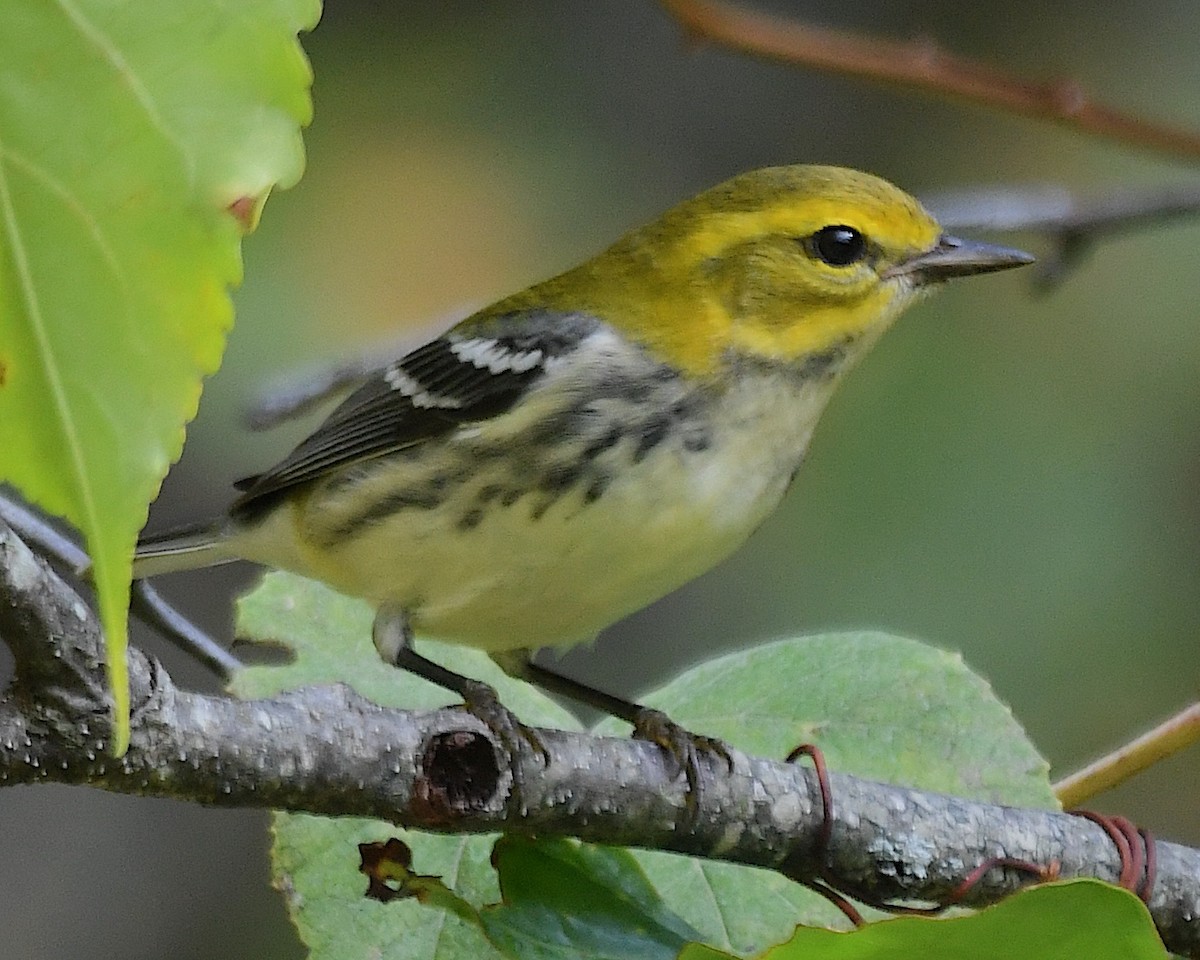 Black-throated Green Warbler - ML642844321