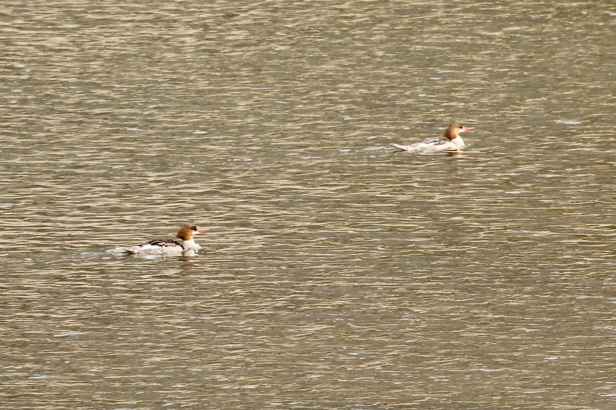 morčák velký (ssp. americanus) - ML642844331
