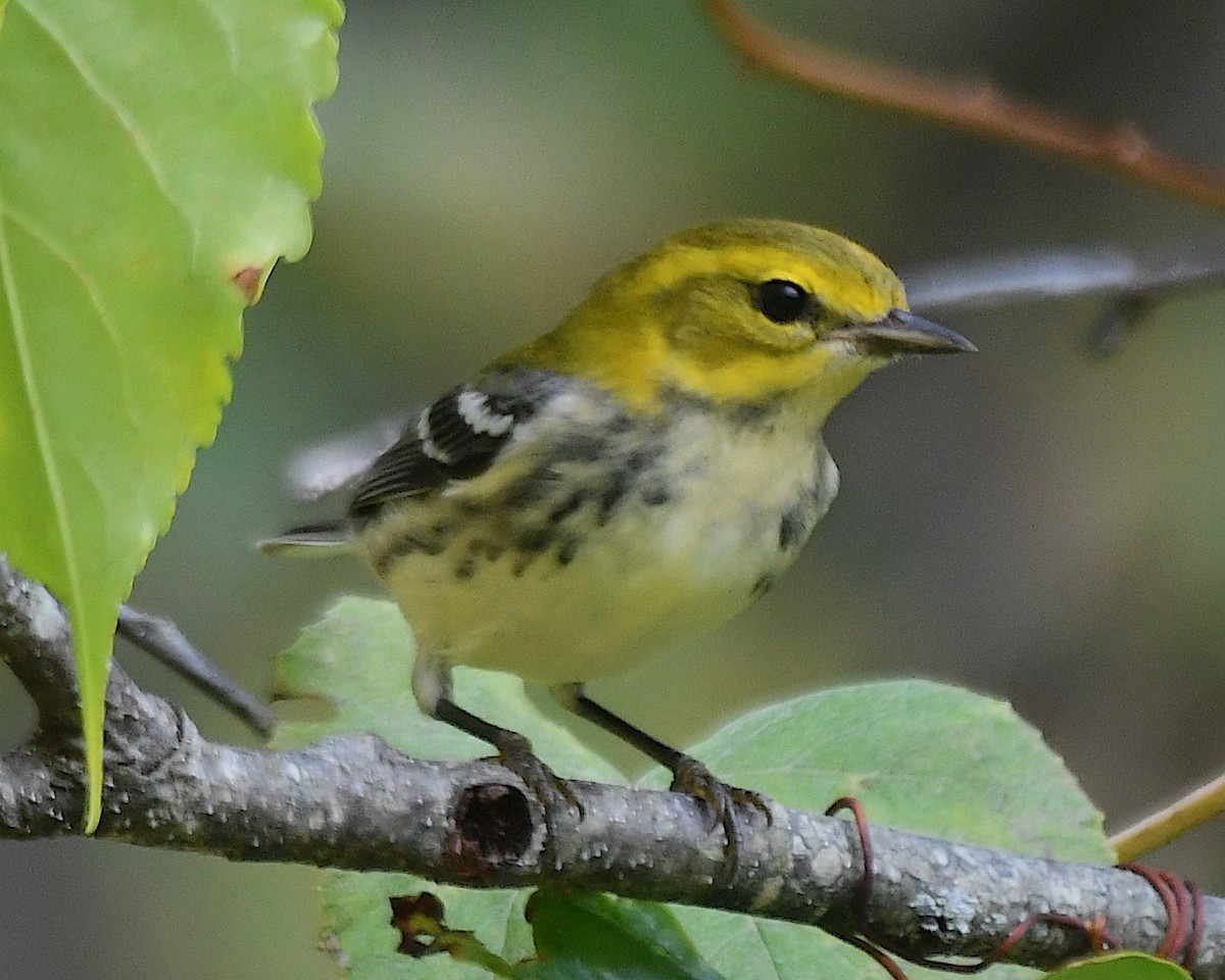 Black-throated Green Warbler - ML642844336