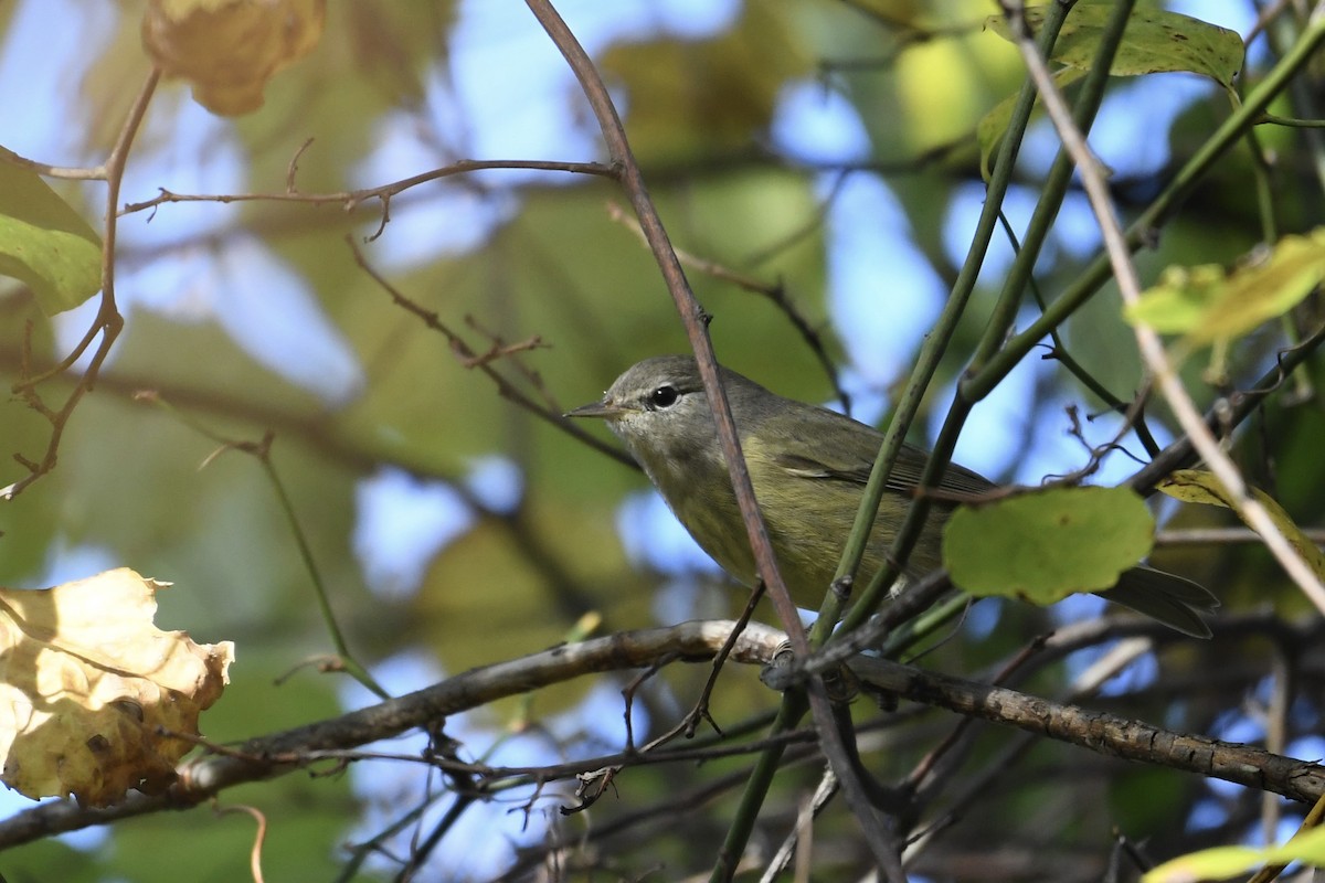 サメズアカアメリカムシクイ（celata／orestera） - ML642844343
