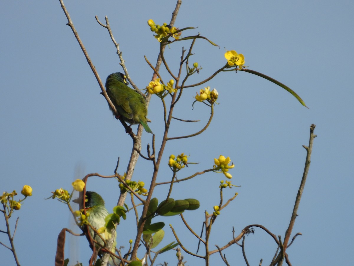 Coppersmith Barbet - ML642844347