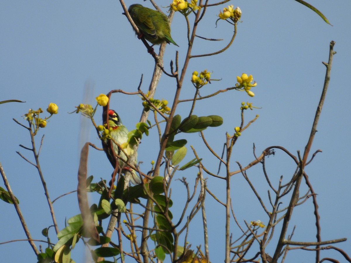 Coppersmith Barbet - ML642844348