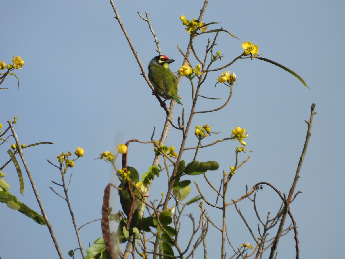 Coppersmith Barbet - ML642844349