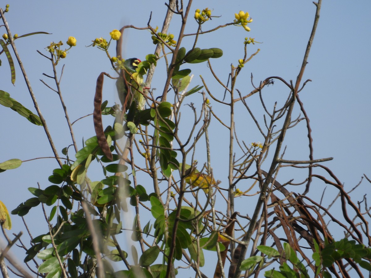 Coppersmith Barbet - ML642844350