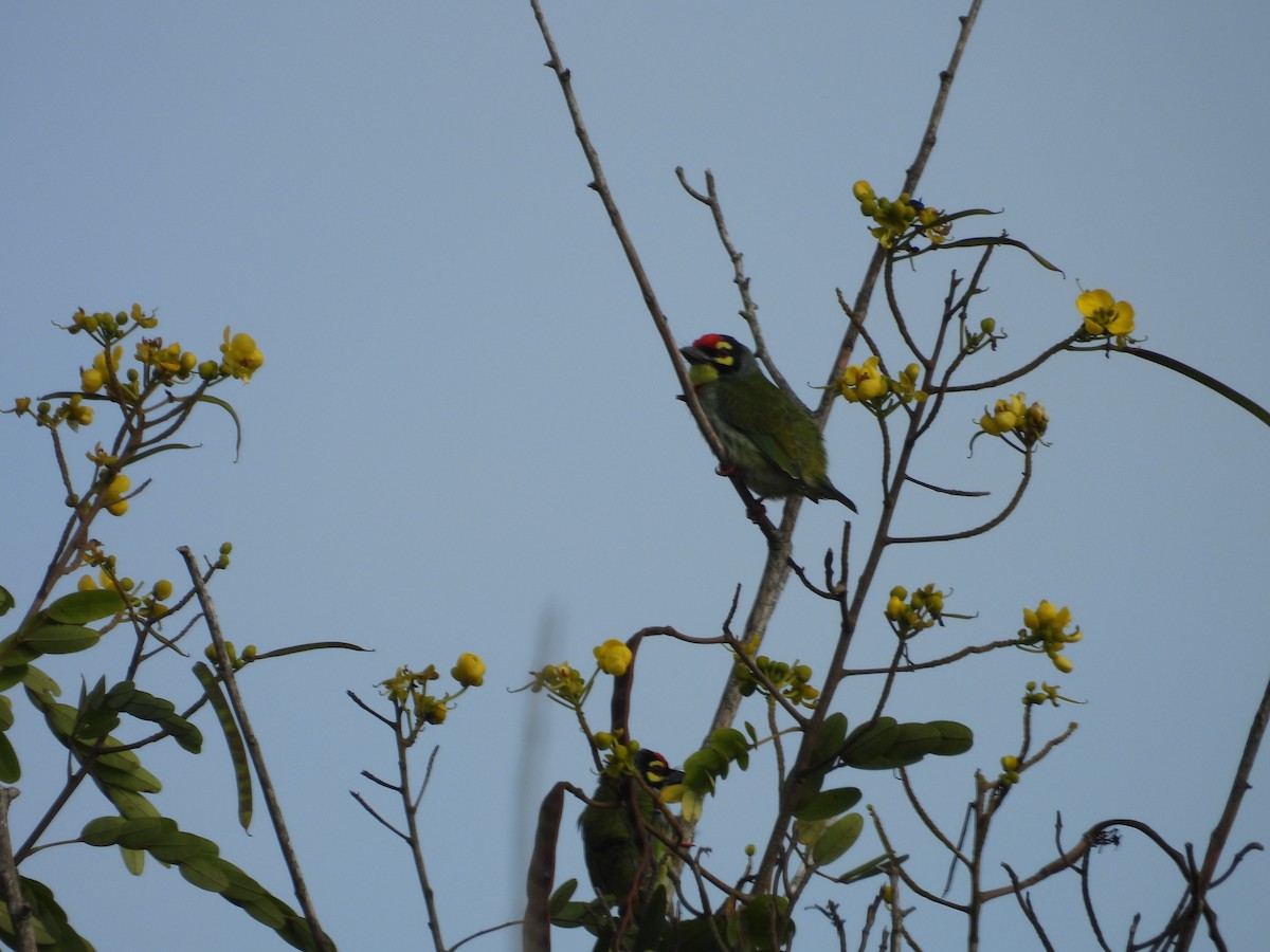 Coppersmith Barbet - ML642844351