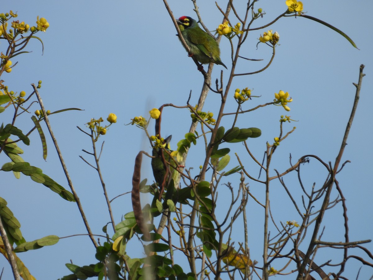 Coppersmith Barbet - ML642844352