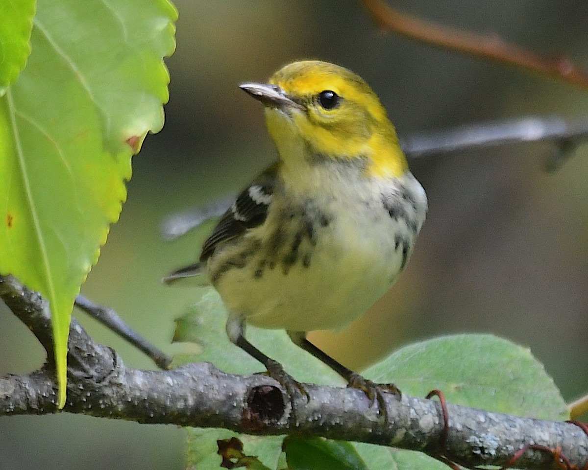Black-throated Green Warbler - ML642844362