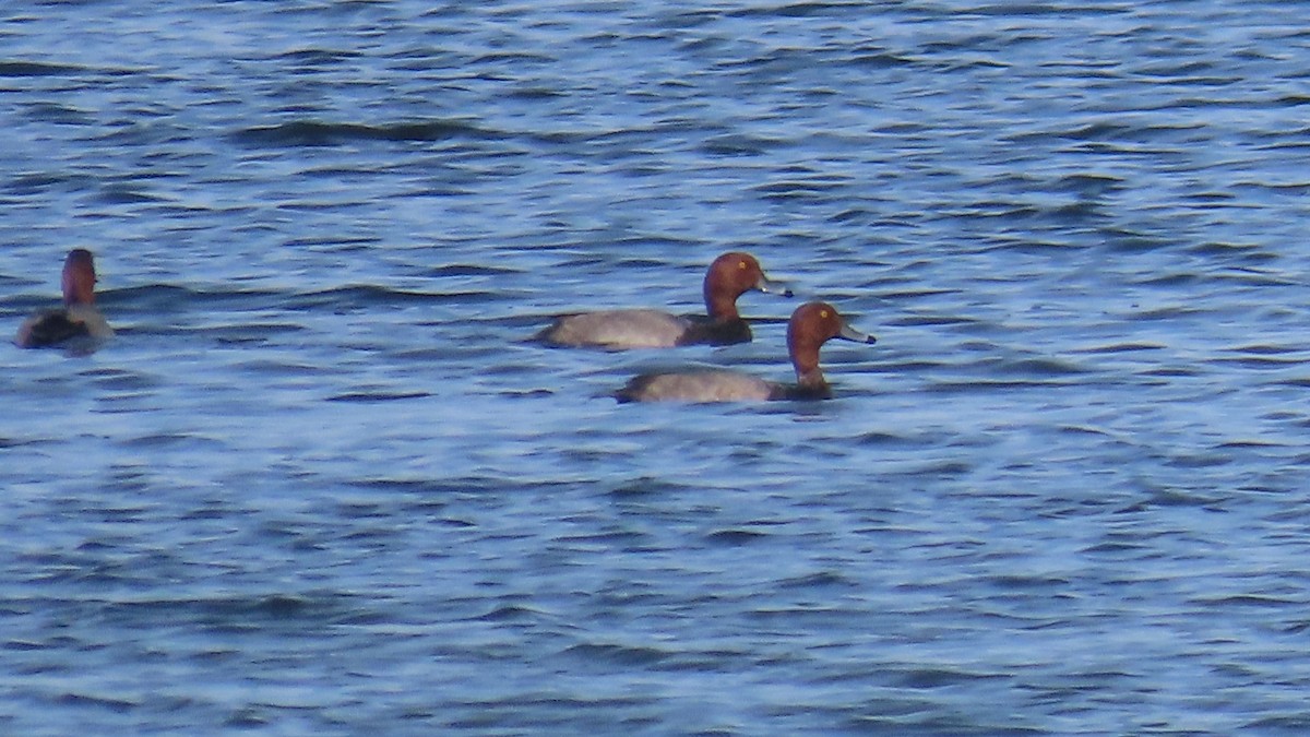 Redhead - ML642844367