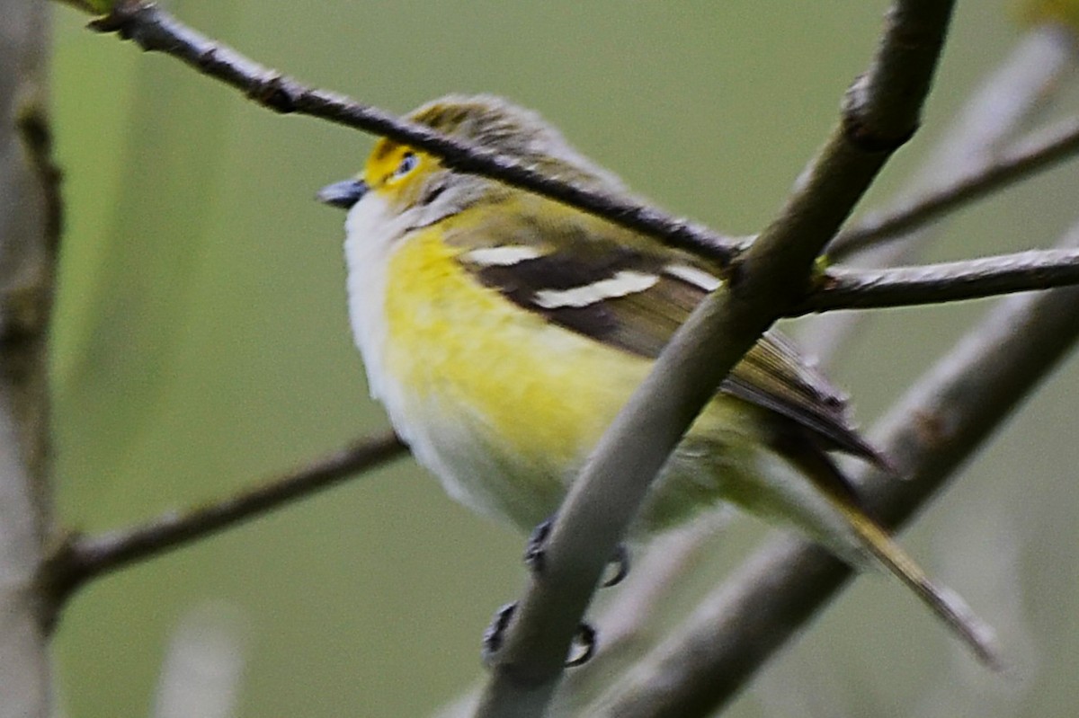 Viréo aux yeux blancs - ML642844375