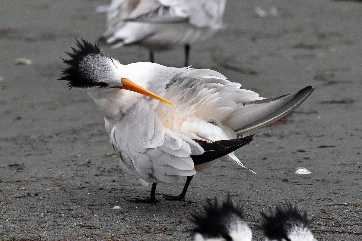Elegant Tern - ML642844383
