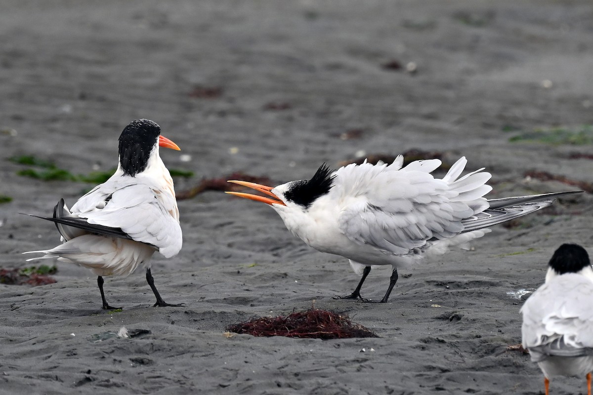 Elegant Tern - ML642844384
