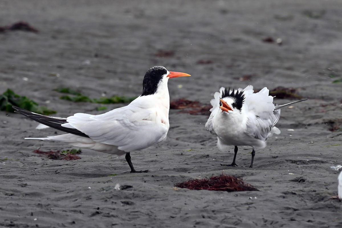 Elegant Tern - ML642844385