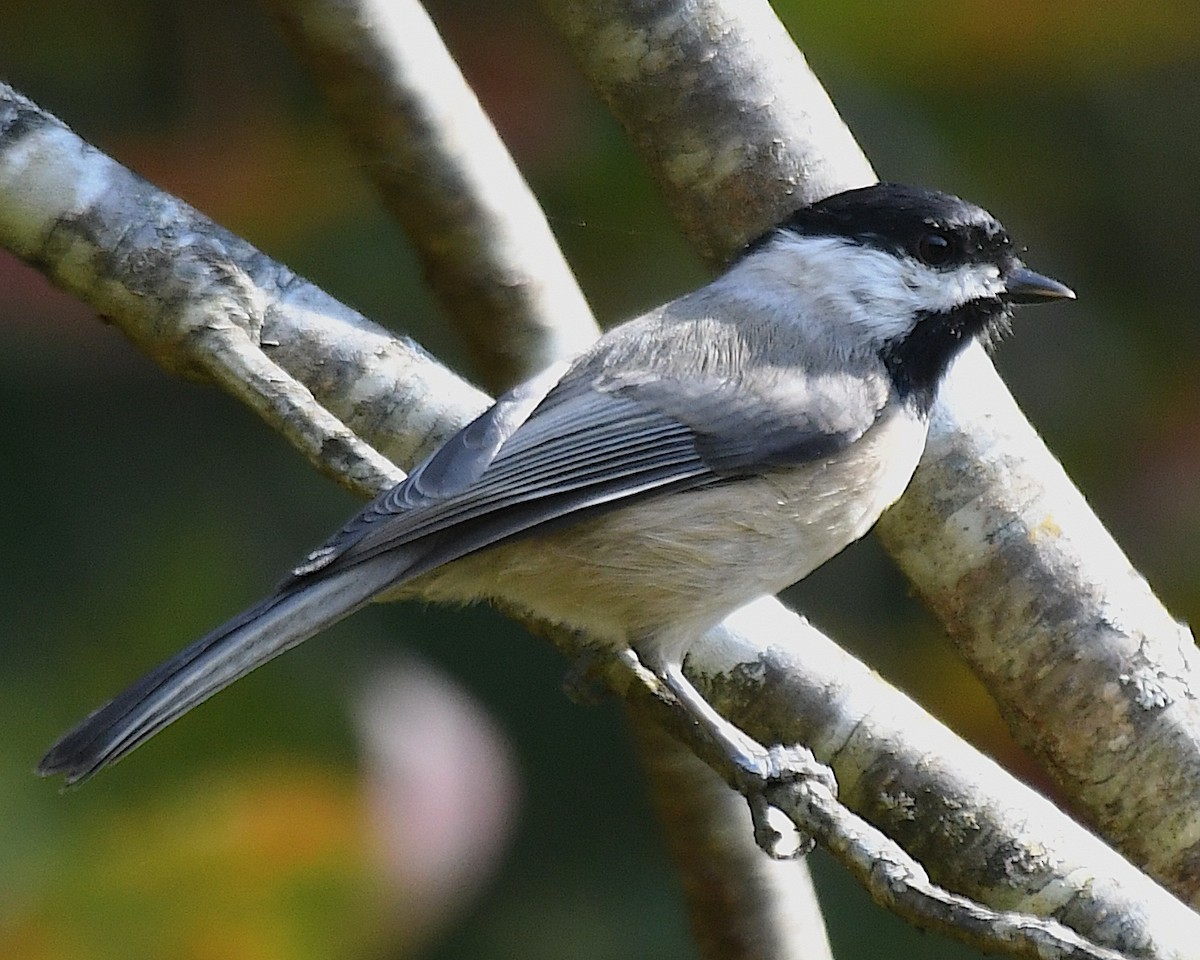 Carolina Chickadee - ML642844399