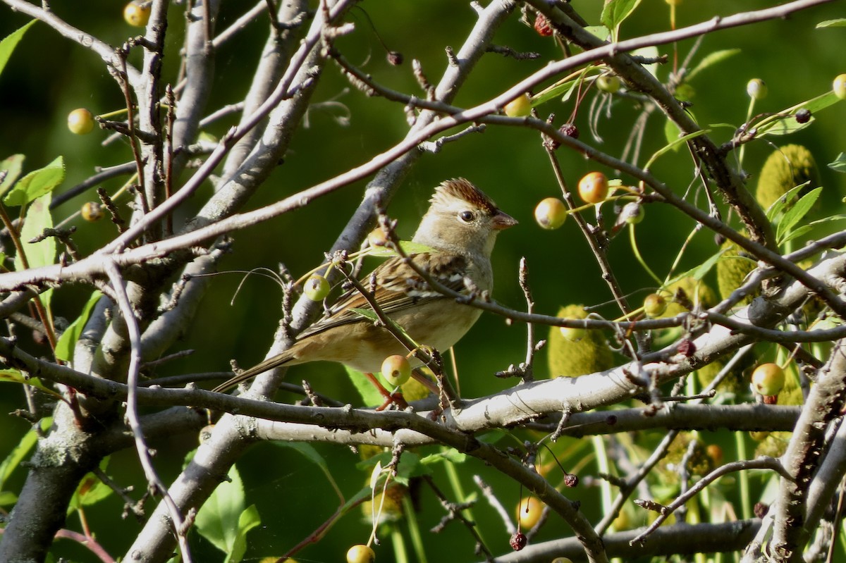 White-crowned Sparrow - ML642844401