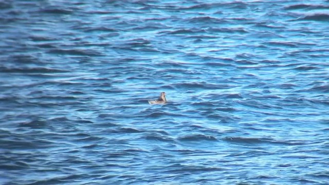 Rhinoceros Auklet - ML642844406