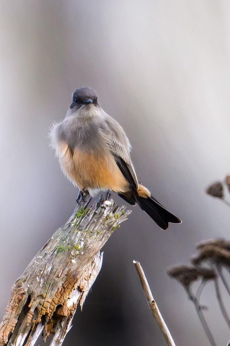Say's Phoebe - ML642844418