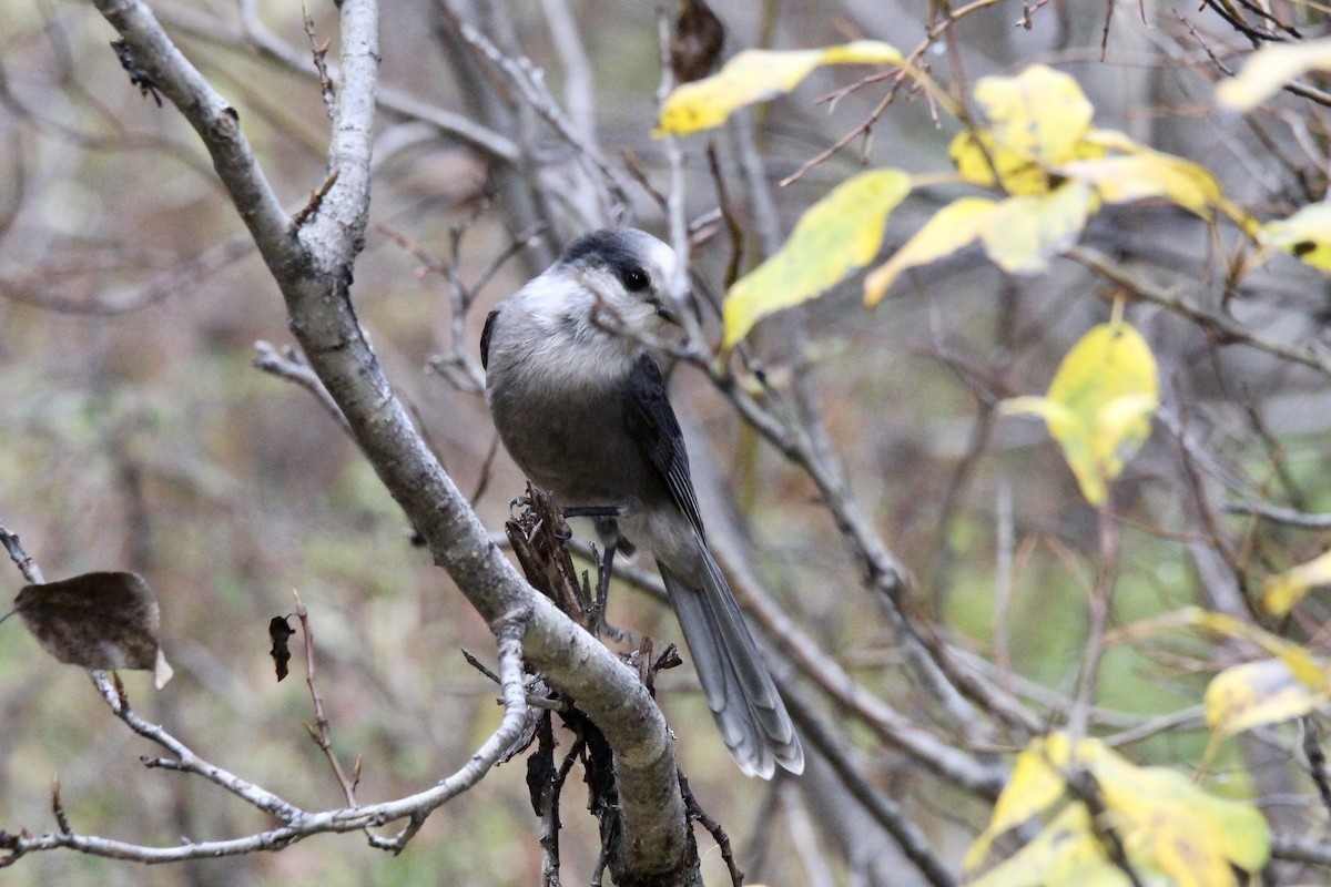 Canada Jay (Boreal) - ML642844420