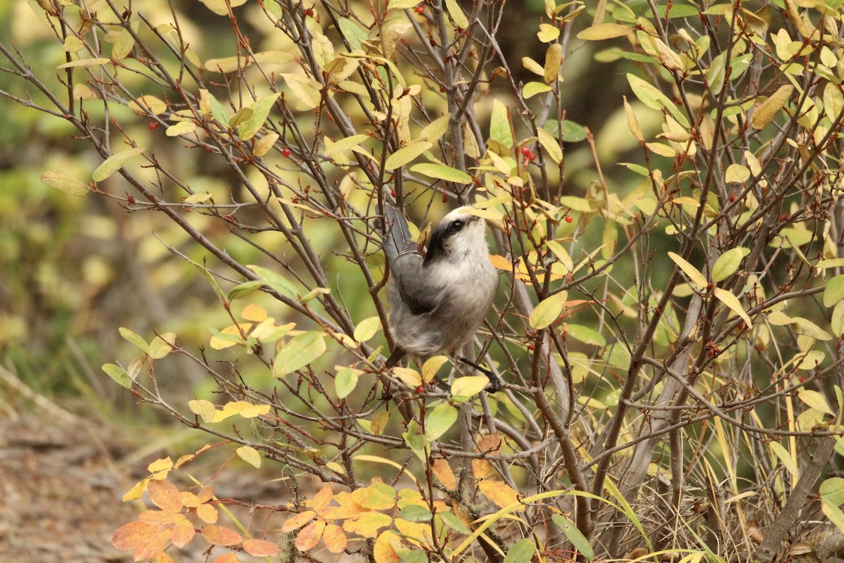 Canada Jay (Boreal) - ML642844421