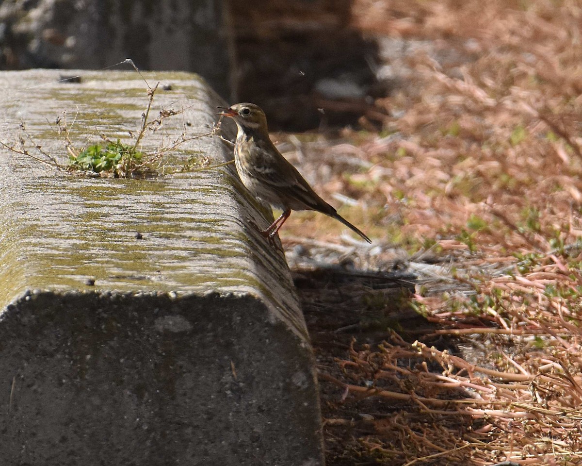 American Pipit - ML642844422
