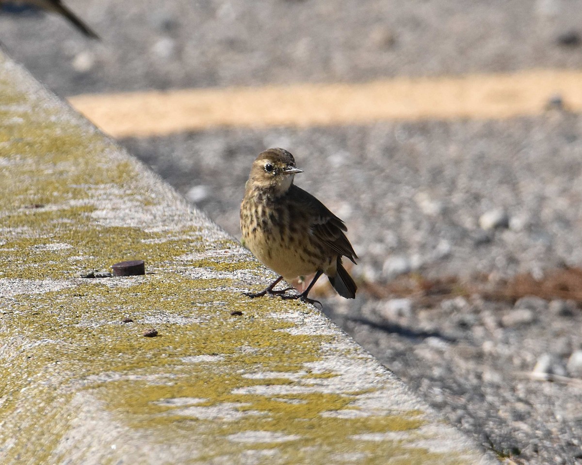 American Pipit - ML642844423