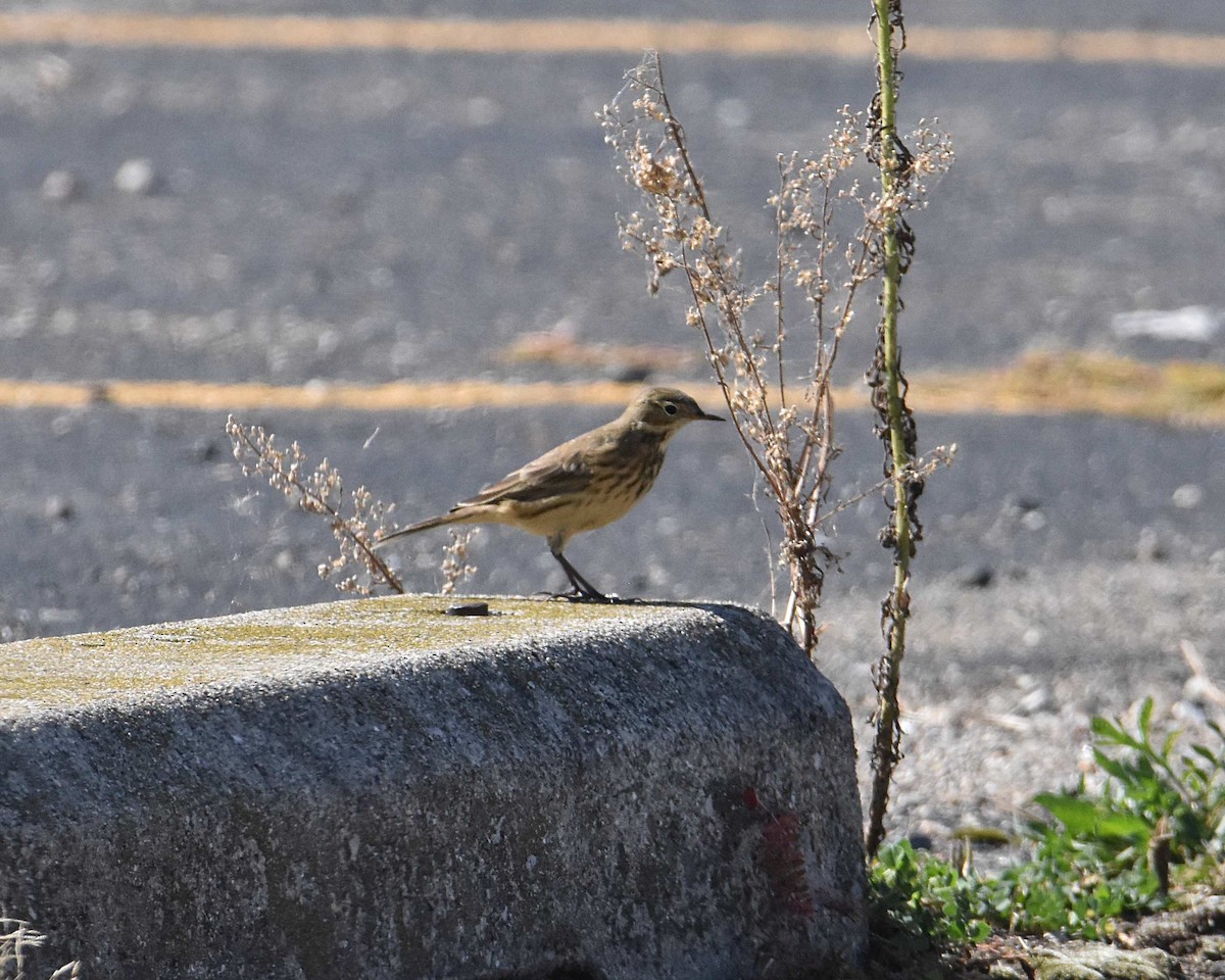 American Pipit - ML642844424