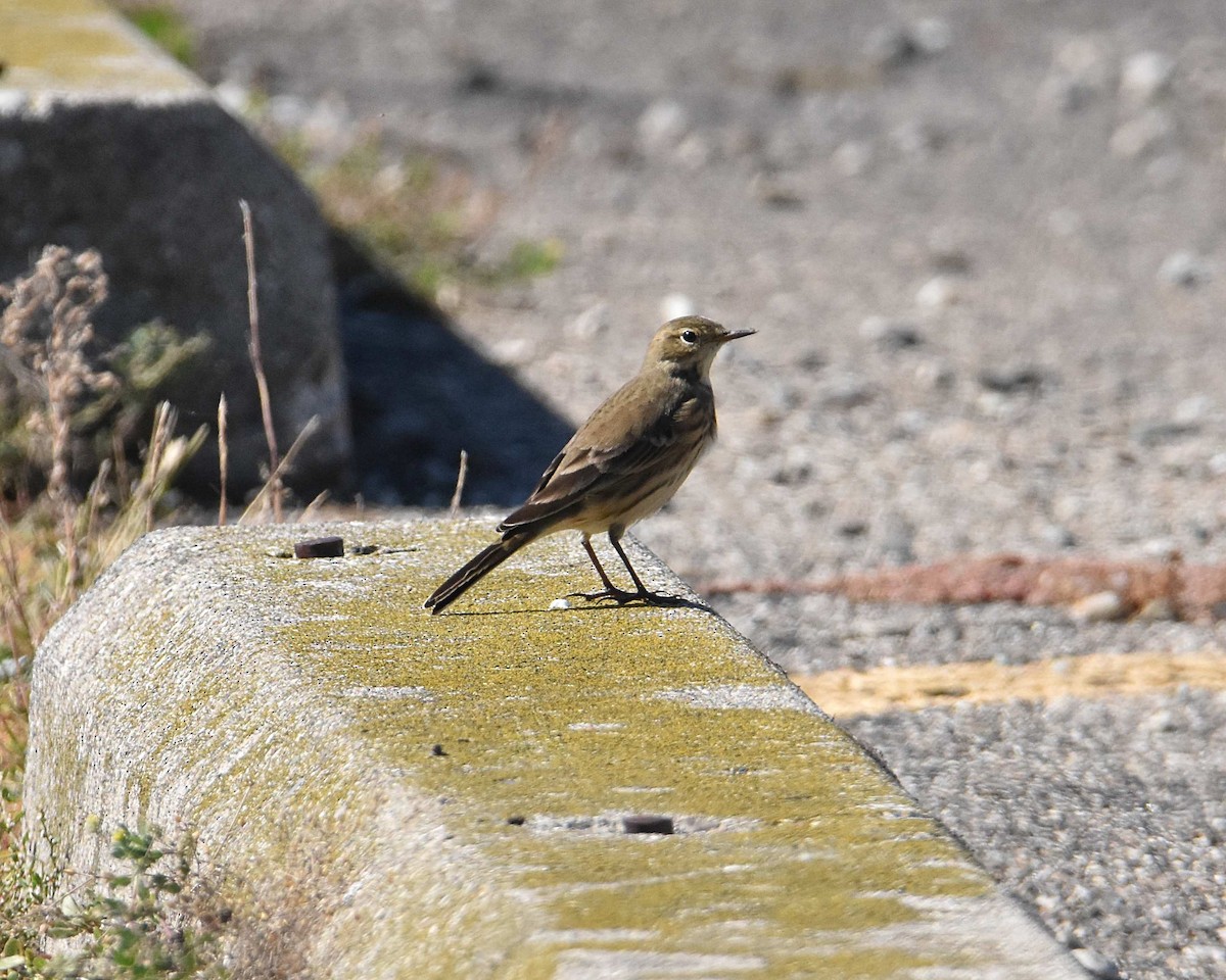 American Pipit - ML642844425