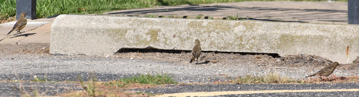 American Pipit - ML642844426